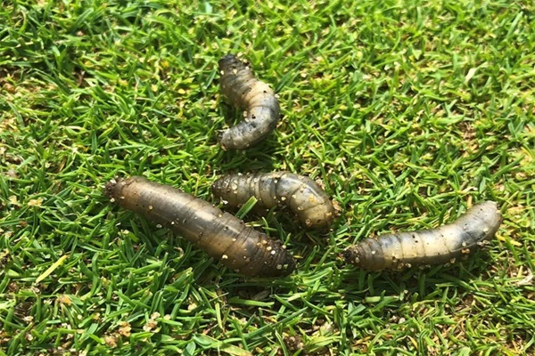 Emelten in het gazon – larven van de langpootmug zichtbaar op het gras